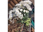 Bamboo Shop