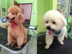สตาร์ด็อก (2)-ตัดแต่งขนสัตว์ ลำปาง