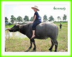 Sukhothai Travel Service Co Ltd
