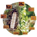 วงจรชีวิตปลวก - บริษัท 12 เพสท์ คอนโทรล เซอร์วิส จำกัด