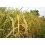 บริษัท บุรีรัมย์โชคศักดิ์ชัย (อู๊ดพืชผล) จำกัด