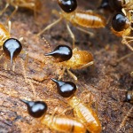 กำจัดปลวก - บริษัท เอ็ม ดี เฮาส์ จำกัด