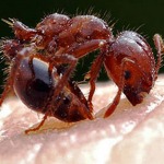 กำจัดปลวก - บริษัท เอ็ม ดี เฮาส์ จำกัด