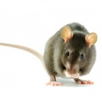 กำจัดแมลง - บริษัท เอ็ม ดี เฮาส์ จำกัด