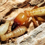 บริษัทกำจัดปลวก ขอนแก่น - บริษัท ราชา เพสท์ คอนโทรล (ประเทศไทย) จำกัด