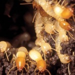 รับกำจัดปลวก ขอนแก่น - บริษัท ราชา เพสท์ คอนโทรล (ประเทศไทย) จำกัด