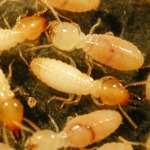 รับวางระบบป้องกันปลวก ขอนแก่น - บริษัท ราชา เพสท์ คอนโทรล (ประเทศไทย) จำกัด