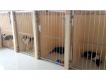 Dr Jah Vet Clinic