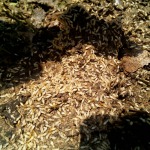 Greenplus Pest Control