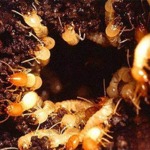 พีเคกรุ๊ป กำจัดปลวกแพร่