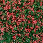 บริษัท ที วาย ซอง จำกัด