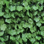 บริษัท ที วาย ซอง จำกัด