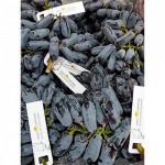 selling fruits, imported to the Thai market