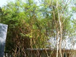 เดอะ รีสอร์ท - รีสอร์ท ในตัวเมือง ชลบุรี - The Resort - Resort Chonburi