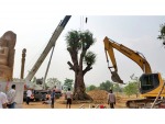 Crane For Rent