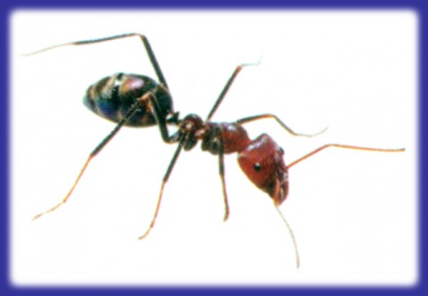 P S C Pest Service Control LP