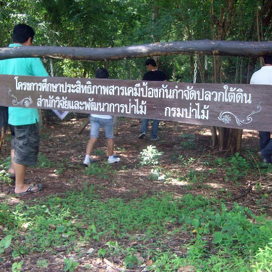 บริการกำจัดปลวก บริการกำจัดปลวก 