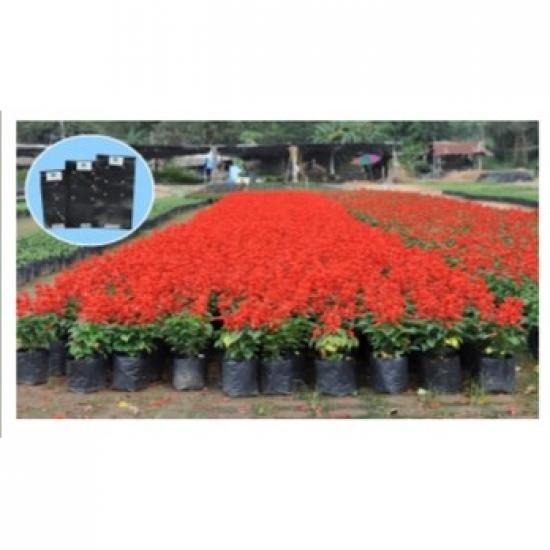 ถุงเพาะชำ ถุงเพาะชำ ชื้อถุงเพาะชำ จำหน่ายถุงเพาะชำ 