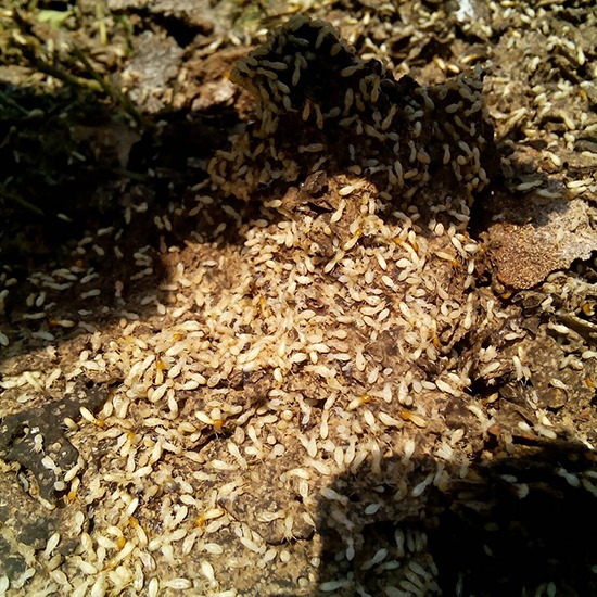 บริษัทกำจัดปลวกชลบุรี บริษัทกำจัดปลวก 