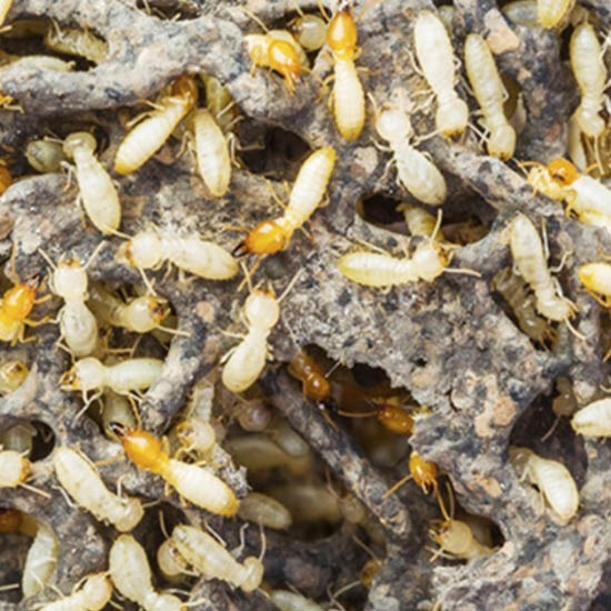 วางท่อกำจัดปลวก แพร่ วางท่อกำจัดปลวก แพร่ 