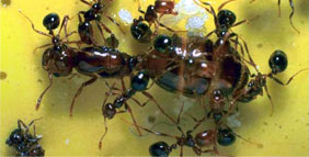 ant_img1.jpg