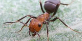 ant_img2.jpg