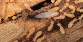 termite_img4.jpg