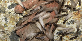 termite_img5.jpg